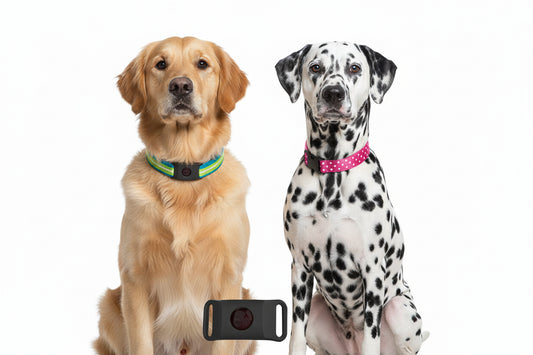 Natural Flea & Tick Repellent Collar Tag – Essential Oil Protection for Dogs & Cats